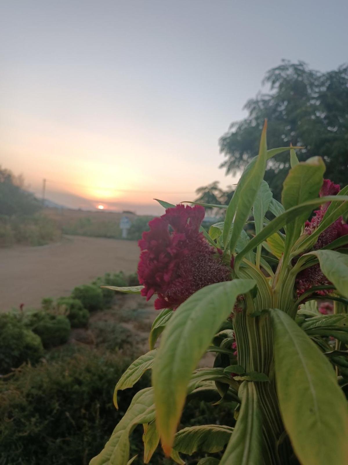 Ktima Dimitrios Villa Naxos City Bagian luar foto