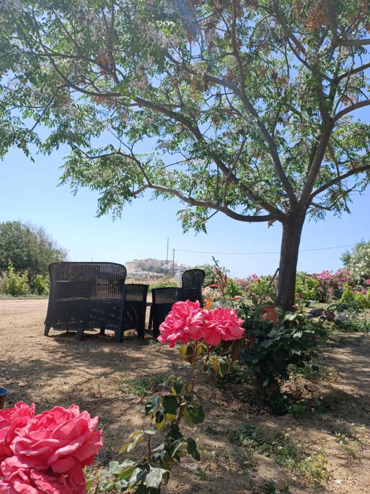 Ktima Dimitrios Villa Naxos City Bagian luar foto